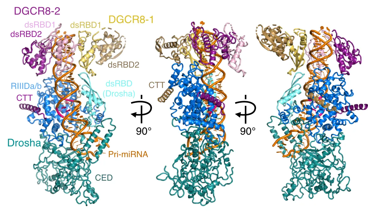 Cryo-EM structures of the Drosha-DGCR8-pri-miRNA complex