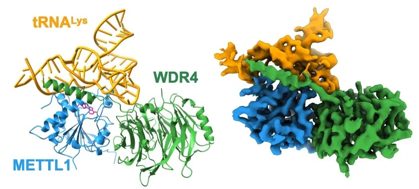 Cryo-EM structures of the METTL1-WDR4-tRNA complex