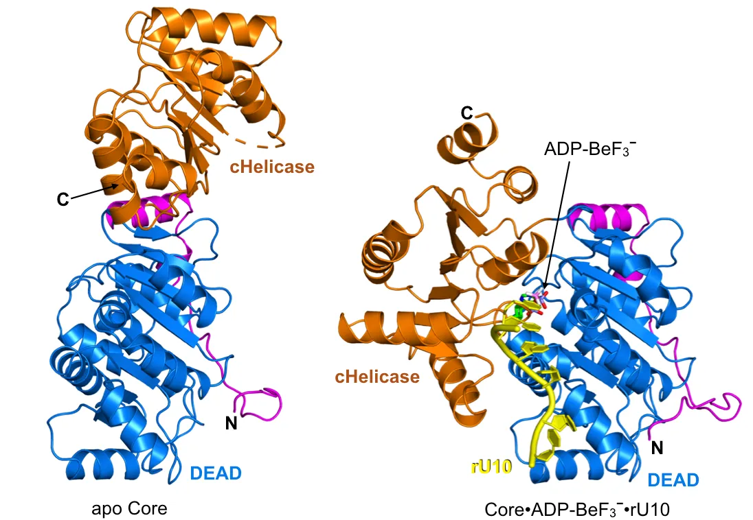 DDX17 DEAD-box RNA helicase core