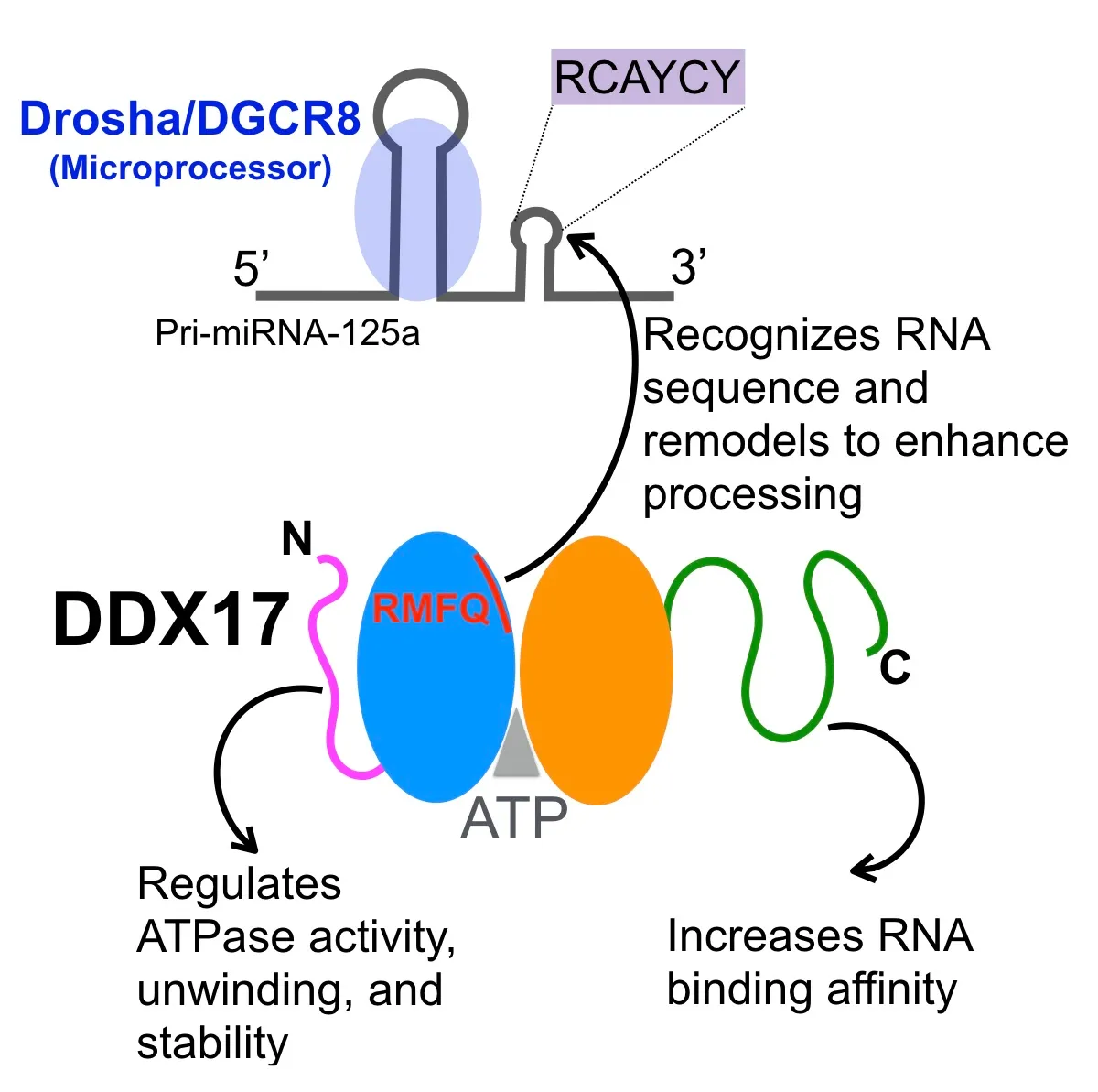 DDX17 DEAD-box RNA helicase core