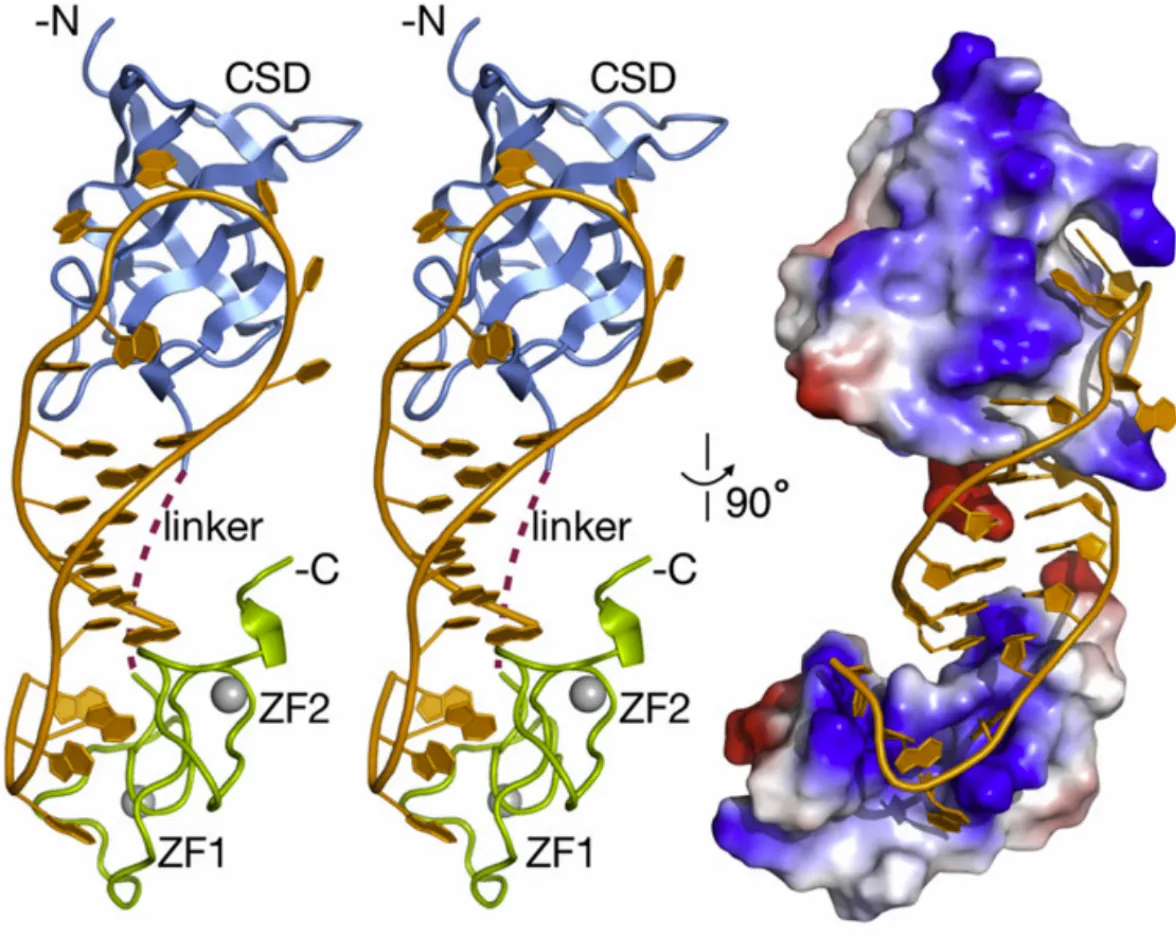 Lin28 and let-7 microRNA complex