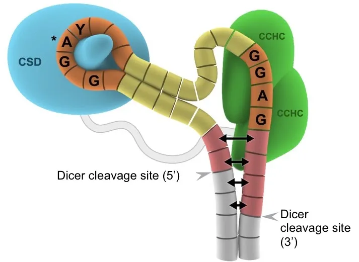 Lin28 and let-7 microRNA complex