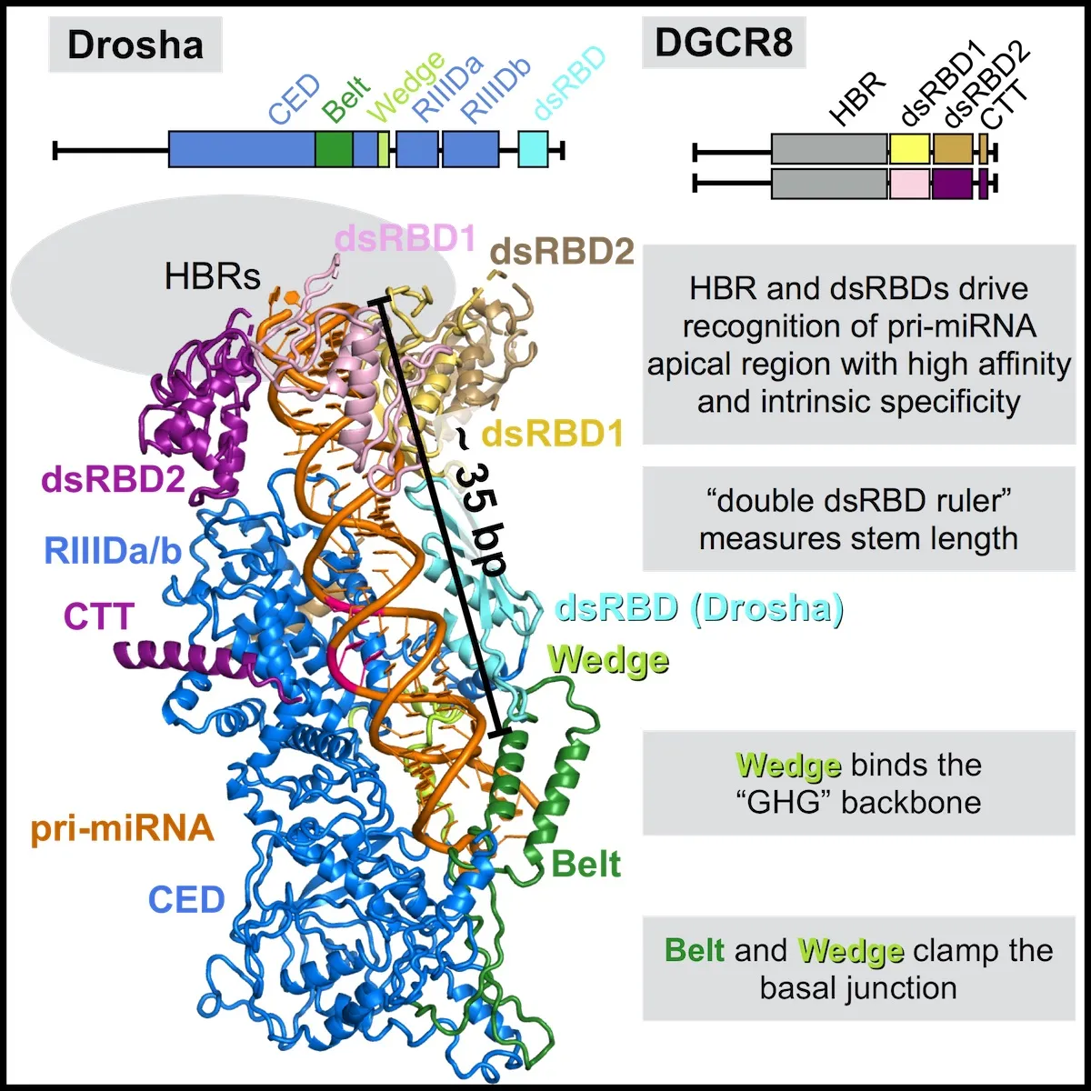 We revealed structural details of how the human Drosha/DGCR8 complex recognizes primary microRNAs (Partin et al. 2020).