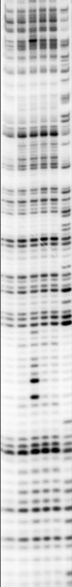 Biophysical and Biochemical Characterization of Microprocessor-RNA complexes