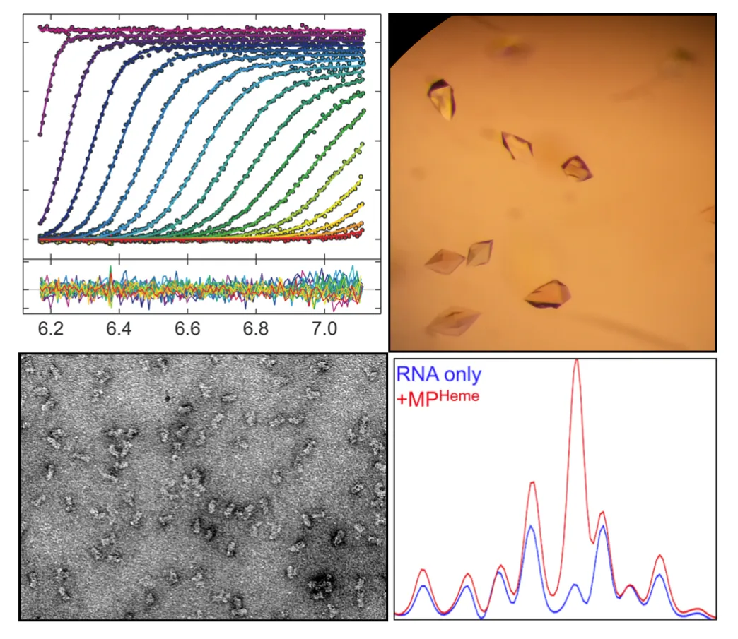 Biophysical and Biochemical Characterization of Microprocessor-RNA complexes