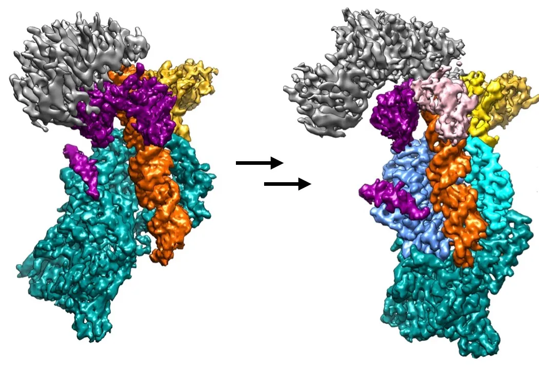 Cryo-EM structures reveal stepwise assembly of the Microprocessor-RNA complex