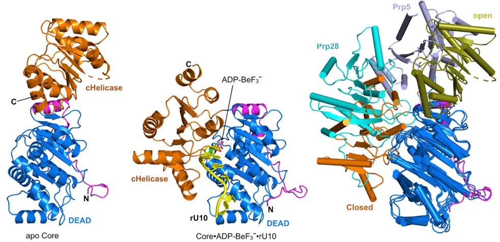 In Ngo et al. 2019, we showed how the DEAD-box RNA helicase DDX17 uses specialized structural features to recognize RNAs including primary microRNAs.