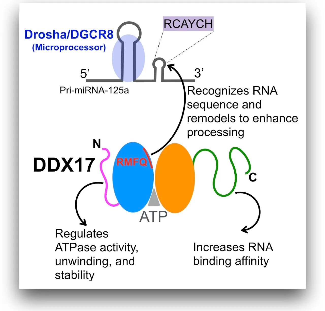 RNA structure elements can be remodeled by the helicase, to eventually alter processing of the microRNA.