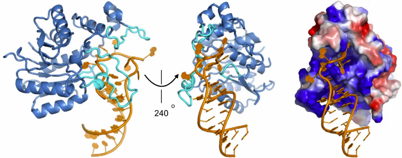 METTL16 methyltransferase-RNA complex