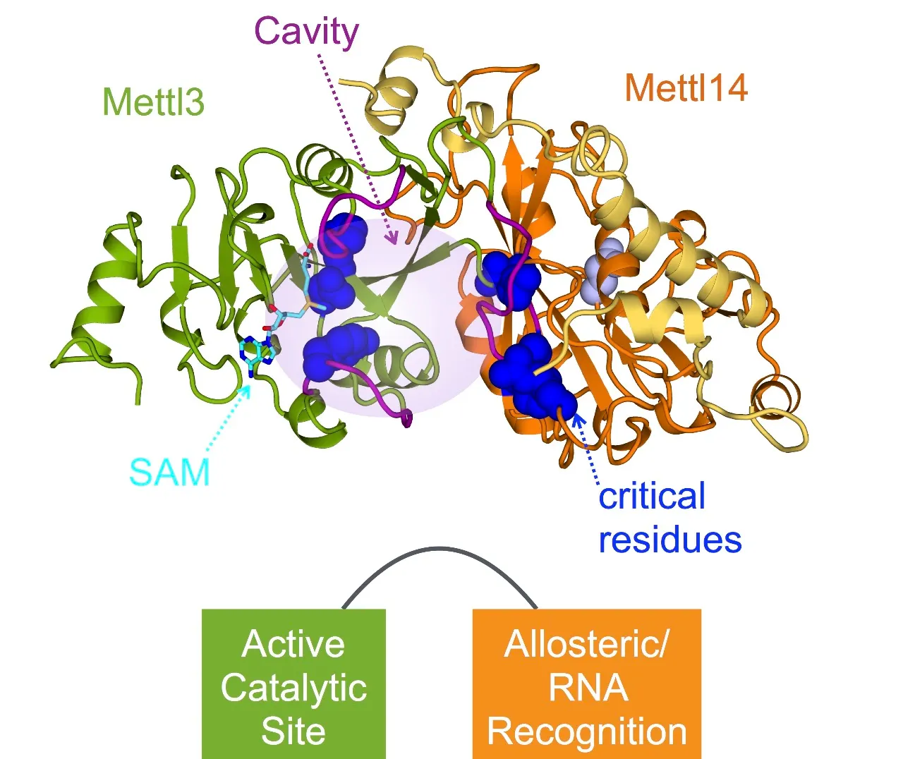Mettl3 and Mettl14 RNA m6A methylation machinery