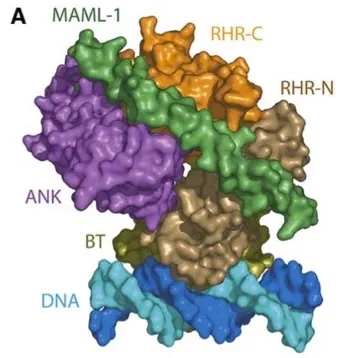 Notch transcription complex