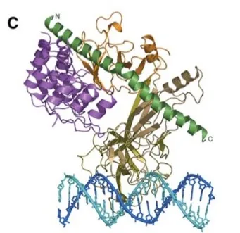 Notch transcription complex