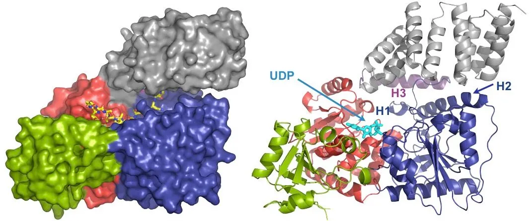 O-GlcNAc Transferase