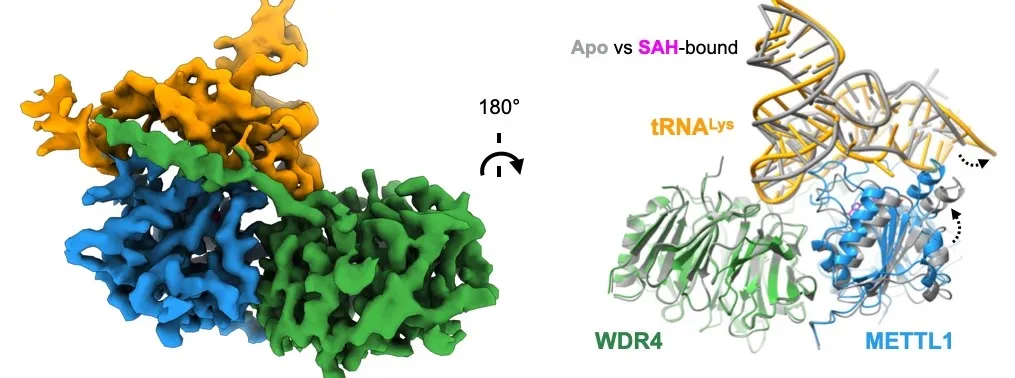 Cryo-EM structures of the m7G writer enzyme complex (METTL1-WDR4, Ruiz-Arroyo et al. 2023) show how the proteins activate the tRNA to open for modification.