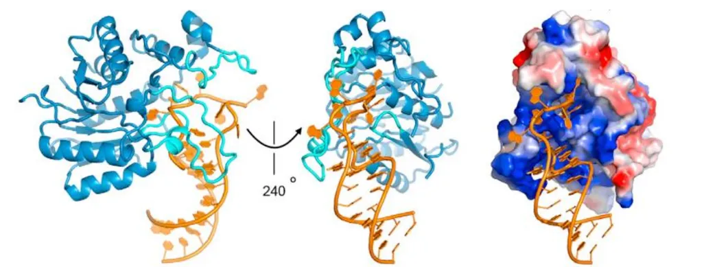 We revealed a structural explanation for how human METTL16, an m6A methyltransferase, regulates S-adenosylmethionine levels in the cell (Doxtader et al. 2018).