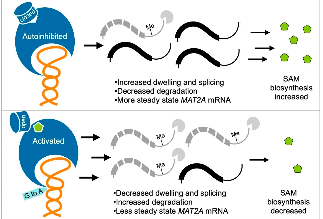 Autoinhibition of METTL16 by a protein loop that covers SAM binding site can tune the methylation efficiency to eventually control SAM biosynthesis and cellular metabolism.