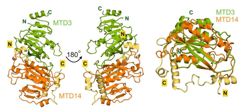 We determined crystal structures of the human METTL3/METTL14 methyltransferase complex, a key enzyme that is responsible for most m6A modifications in mRNAs (Wang, 2016).