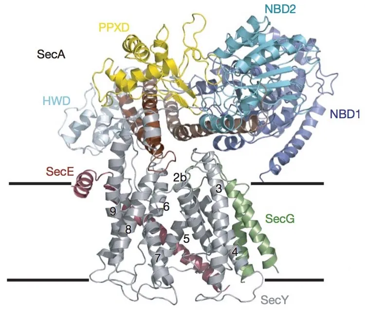 SecYEG protein conducting transmembrane channel and SecA ATPase