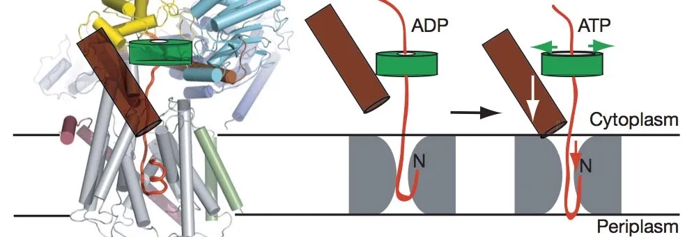 SecYEG protein conducting transmembrane channel and SecA ATPase